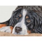(image for) Beau the Bernese Mountain Dog